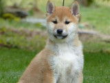 &Agrave; vendre un chiot m&acirc;le Shiba Inu LOF au pelage fauve et blanc