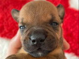 Cinq chiots Staffordshire Bull Terriers LOF disponibles à la réservation