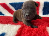 Cinq chiots Staffordshire Bull Terriers LOF disponibles à la réservation