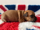 Cinq chiots Staffordshire Bull Terriers LOF disponibles à la réservation