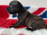 Cinq chiots Staffordshire Bull Terriers LOF disponibles à la réservation