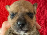 Cinq chiots Staffordshire Bull Terriers LOF disponibles à la réservation