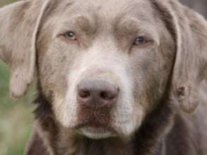 A adopter : Jimmy, un mâle Labrador Retriever silver âgé de 5 ans