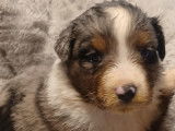 À réserver cinq chiots Bergers Australiens LOF : 3 mâles et 2 femelles