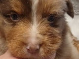 À réserver cinq chiots Bergers Australiens LOF : 3 mâles et 2 femelles