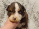 À réserver cinq chiots Bergers Australiens LOF : 3 mâles et 2 femelles