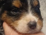 À réserver cinq chiots Bergers Australiens LOF : 3 mâles et 2 femelles