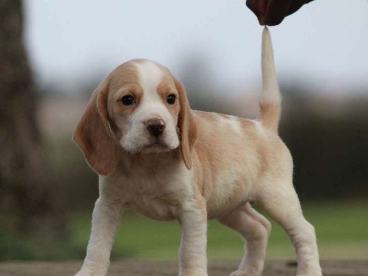 5 chiots Beagles LOF à placer dans des familles