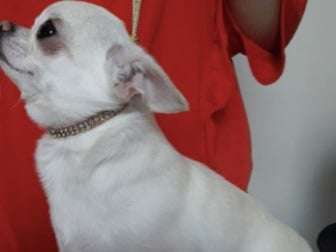Etalon Chihuahua beige LOF disponible pour saillie