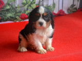 Un chiot mâle tricolore Cavalier King Charles LOF à vendre