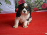 Un chiot mâle tricolore Cavalier King Charles LOF à vendre