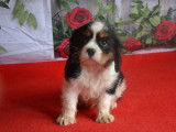 Un chiot mâle tricolore Cavalier King Charles LOF à vendre