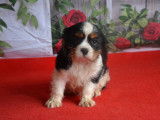 Chiots LOF Cavaliers King Charles disponibles à la réservation