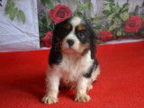 Chiots LOF Cavaliers King Charles disponibles à la réservation