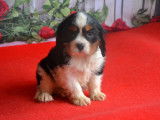 Chiots LOF Cavaliers King Charles disponibles à la réservation