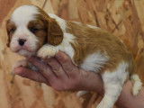 À réserver 3 chiots Cavaliers King Charles LOF
