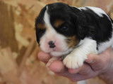À réserver 3 chiots Cavaliers King Charles LOF