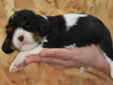 À réserver 3 chiots Cavaliers King Charles LOF
