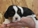 À réserver 3 chiots Cavaliers King Charles LOF