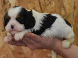 À réserver 3 chiots Cavaliers King Charles LOF