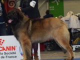 Etalon Leonberg LOF disponible pour saillie