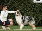 Etalon Berger Australien bleu merle LOF disponible pour saillie