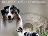 Etalon Berger Australien bleu merle LOF disponible pour saillie