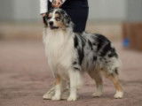 Etalon Berger Australien bleu merle LOF disponible pour saillie