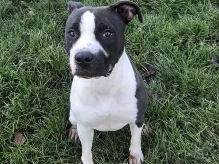 Énergique chienne adulte American Staffordshire Terrier non LOSH à adopter