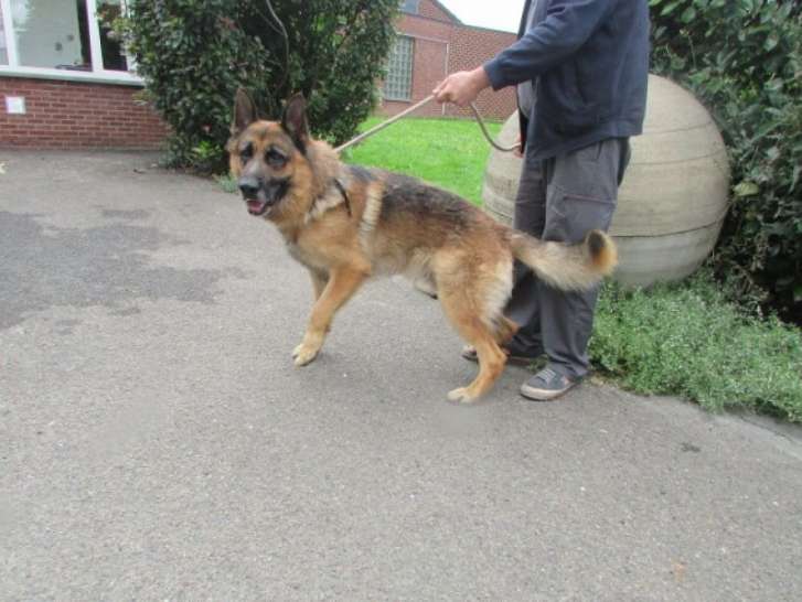 Admirable chien adulte Berger Allemand non LOSH en quête d’un maître disponible