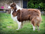 Etalon Berger Australien rouge tricolore LOF disponible pour saillie