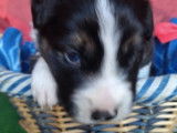 Chiots Border Collie LOF à réserver