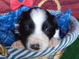Chiots Border Collie LOF à réserver