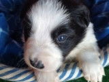 Chiots Border Collie LOF à réserver