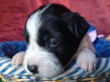 Chiots Border Collie LOF à réserver