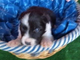 Chiots Border Collie LOF à réserver