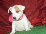 Chiots Jack Russell LOF à réserver