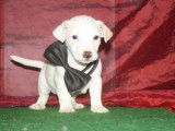 Chiots Jack Russell LOF à réserver
