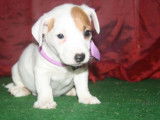 Chiots Jack Russell LOF à réserver