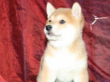 Chiots Shiba Inu roux LOF &agrave; vendre