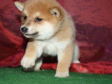 Chiots Shiba Inu roux LOF &agrave; vendre