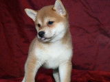 Chiots Shiba Inu roux LOF &agrave; vendre