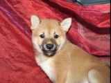 Chiots Shiba Inu roux LOF &agrave; vendre