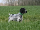 Etalon Braque d'Auvergne LOF disponible pour saillie