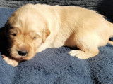 Chiots Golden Retriever LOF à réserver