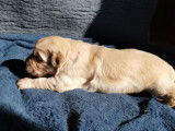 Chiots Golden Retriever LOF à réserver