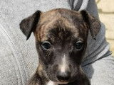 Chiots Whippet LOF à réserver