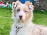Chiot Berger Australien bleu merle LOF à vendre