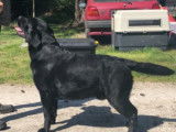 Etalon Labrador Retriever noir LOF disponible pour saillie