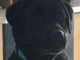 Etalon Labrador Retriever noir LOF disponible pour saillie